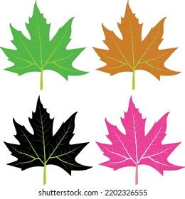 4 Color Chinar Leaf Vector Artwork Stock Vector (Royalty Free) 2202326555 | Shutterstock