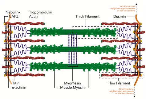 IJMS | Free Full-Text | Chaperones and the Proteasome System: Regulating the Construction and ...