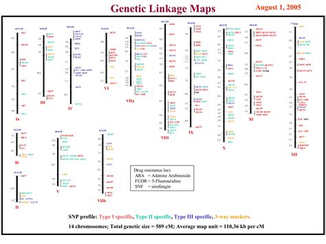 Genetic Linkage Map