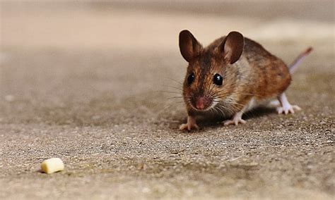 Royalty-Free photo: Selective focus photography of brown mouse | PickPik