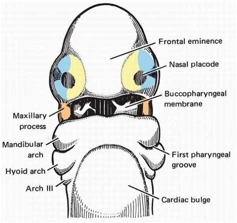 Dentistry lectures for MFDS/MJDF/NBDE/ORE: HEAD AND NECK DEVELOPMENT, PHARYNGEAL ARCH, GROOVE ...