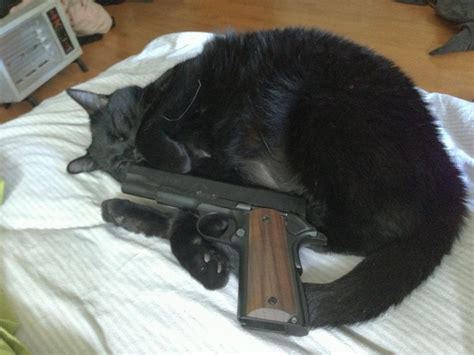 Black cat, black pistol : catswithguns