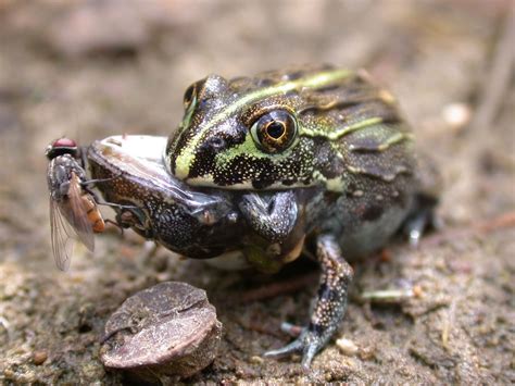 Kermit the Cannibal? Frogs Sometimes Eat Each Other | Live Science