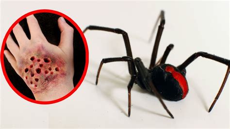 THE MOST POISONOUS SPIDERS In The World - YouTube