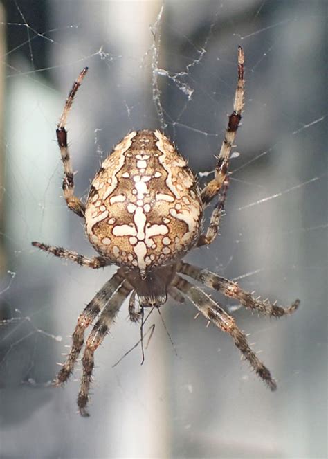 Cross Orbweaver Spider – Field Station