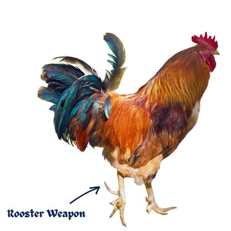 Rooster Spurs - Natural Protective Weapons - Pampered Chicken Mama: Raising Backyard Chickens