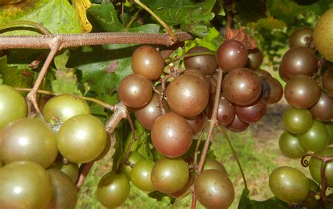 Higgins Muscadine | Muscadine Vines | Ison's Nursery & Vineyard