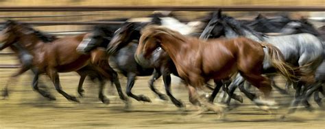 The wild horse population has reached a crisis point, BLM says - Deseret News