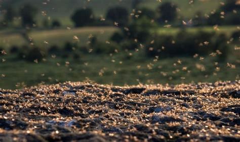 Flying ants infestation: Why do flying ants appear, and why do we get them? | Express.co.uk