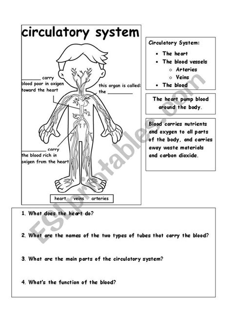 the circulator system worksheet for students to learn how to use it