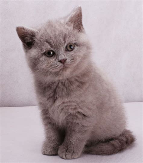 345 best British shorthair cats lilac images on Pinterest | Kitty cats, Cats and Kittens