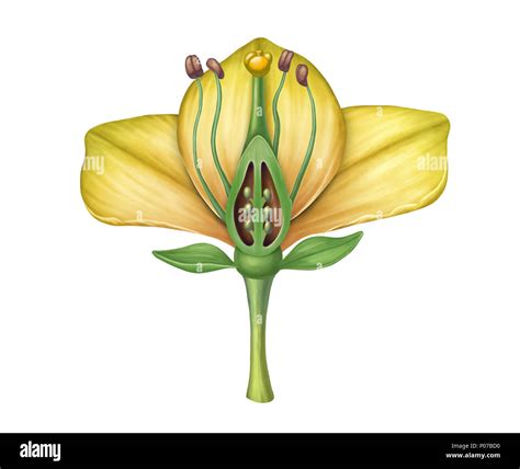 Cross section diagram showing the different parts of a flower. Digital illustration Stock Photo ...