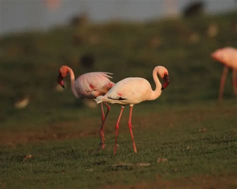 Lesser Flamingo - Facts, Diet, Habitat & Pictures on Animalia.bio