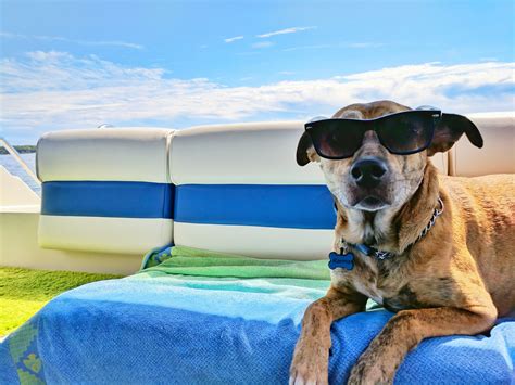 9 Pool Safety Tips for Dogs – The Woof Warehouse