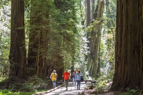 Muir Woods Main Trail - Golden Gate National Recreation Area (U.S. National Park Service)