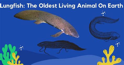 Lungfish: The Oldest Living Animal On Earth - Biology Edu Care