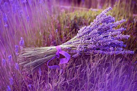 Lavender là hoa gì? Ý nghĩa của hoa lavender (oải hương) - Hội Buôn Chuyện