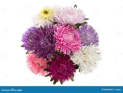 Aster Flower Bouquet Closeup Stock Photo - Image: 60402405