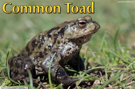 Common Toad Facts, Pictures & In-Depth Information For Kids & Adults