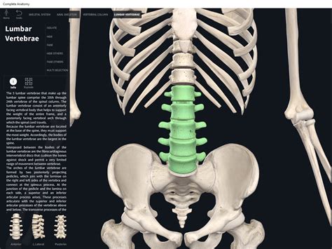 Lumbar Bone Anatomy