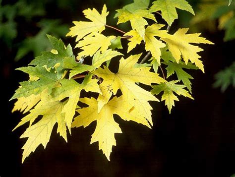 Acer saccharinum | Landscape Plants | Oregon State University