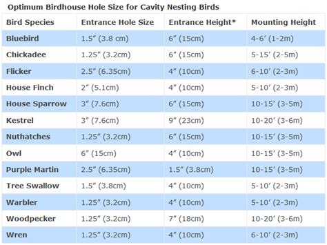 Bird House Hole Size (Best Dimensions)