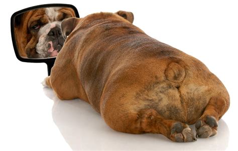 How to Motivate an Overweight Dog – Top Dog Tips