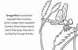 Bug Book For Kids Coloring Fun And Awesome Facts A Did You Know  sketch template