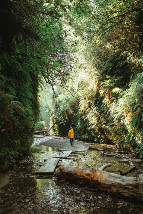 How To Find Fern Canyon Trail in the California Redwoods (Exact ...