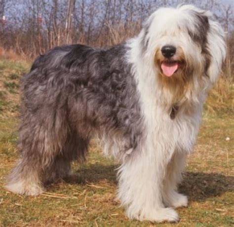 Old English Sheepdog vs Himalayan Mastiff - Breed Comparison