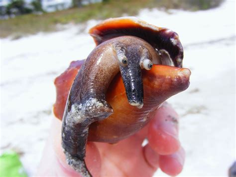 horse conch shell - Google Search | Pictures of sea creatures, Ocean creatures, Sea creatures