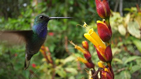 Hummingbird feeding from a flower - Stock Video Clip - K009/6618 - Science Photo Library