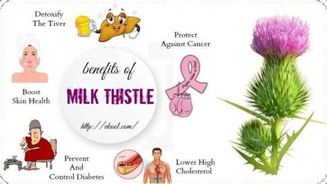 HEALTH BENEFITS OF MILK THISTLE:. Milk thistle is an older herbal ...