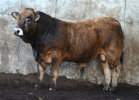 Fully Tested Aubrac Bulls - ICBF