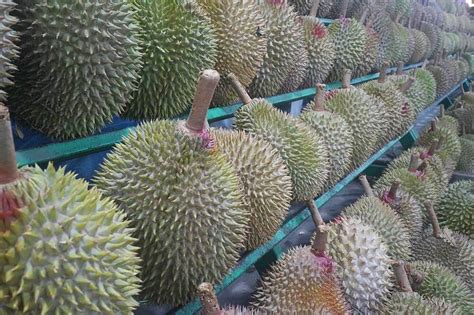 durian fruit - Adventuring Foodie