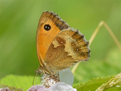 Gatekeeper | Butterfly Conservation