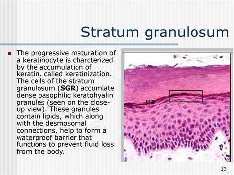 Anatomy Of The Skin. Lecture 1 - online presentation