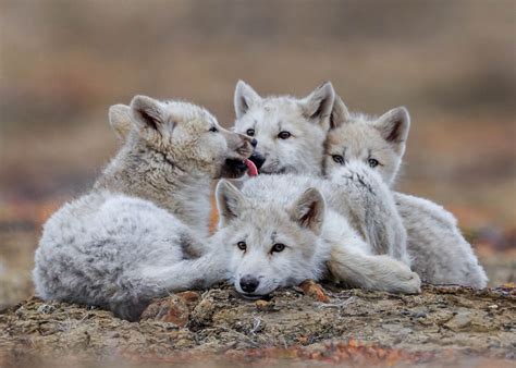 Arctic Wolves Pups