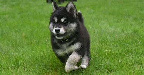 Alusky Dog Breed Complete Guide - Wiki Point