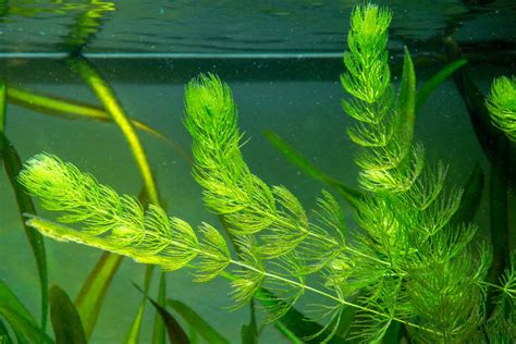 How to Care for Hornwort (Ceratophyllum demersum) in Aquariums & Ponds ...