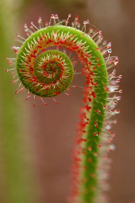 DROSERA | Carnivorous plants, Spirals in nature, Plant photography