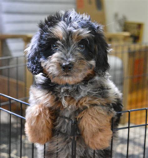 Tips for Crate Training your Aussiedoodle Puppy