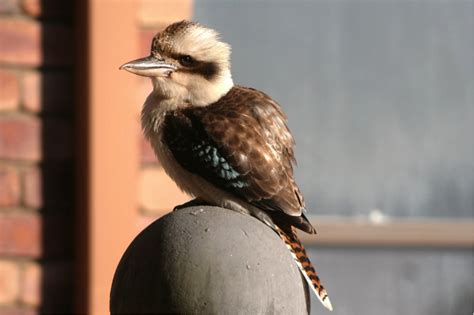 Laughing Kookaburra - Birds SA