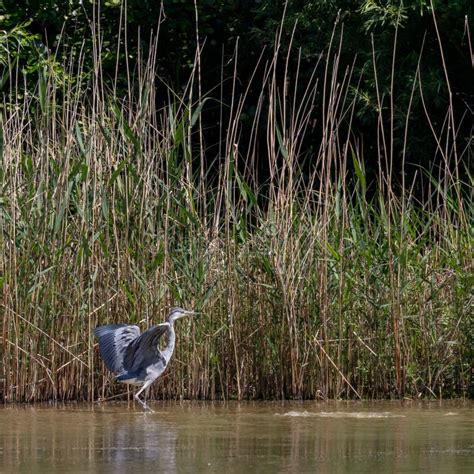 Grey Heron in habitat stock photo. Image of wilderness - 120487772