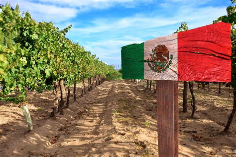 6 Best Mexican Wines To Try