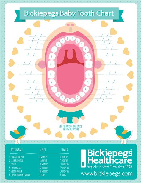 Bickiepegs Teething Chart