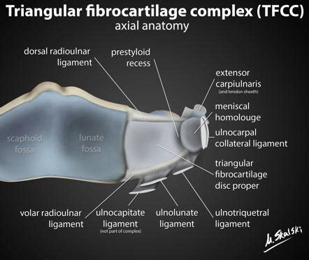 Tfcc Anatomy Radiology - art-floppy