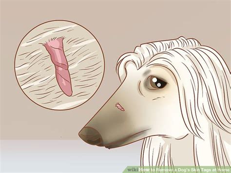 How to Remove a Dog’s Skin Tags at Home: 11 Steps (with Pictures) | Skin tag, Dog warts, Dog skin