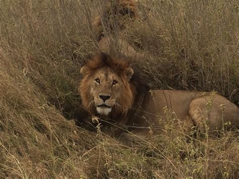 Lion in the Serengeti | African safari, Big cats, Safari animals