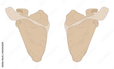 Left Scapula and Right Scapula. Posterior (dorsal) view. Stock Vector | Adobe Stock